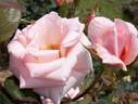 Rose Fukuyama rose photo