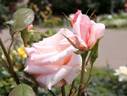 Rose Fukuyama rose photo