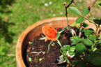 Buttons rose photo