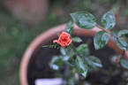 Buttons rose photo