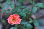 Buttons rose photo