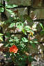 Buttons rose photo