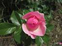 Bernd Weigel Rose rose photo
