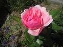 Bernd Weigel Rose rose photo