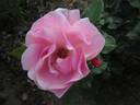 Bernd Weigel Rose rose photo