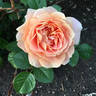 Olds College Rose rose photo
