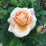 Olds College Rose rose photo