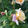 Olds College Rose rose photo