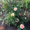 Olds College Rose rose photo