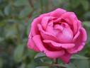 Danjiribayashi '02 rose photo