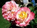 Pierre Tchernia rose photo
