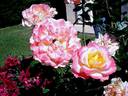 Pierre Tchernia rose photo