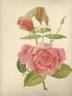 Madame Granla rose photo