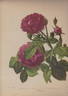 Isoline rose photo