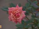 Akane rose photo