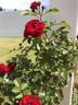 Roxanne ™ Veranda rose photo