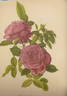 Émile Courtier rose photo