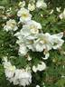 Helvi rose photo