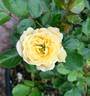 ADC2 rose photo