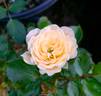 ADC2 rose photo