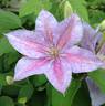 Teksa clematis photo