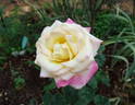 Parthenon ® rose photo