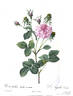 Agathe carnée rose photo