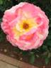 Sue Streeper rose photo