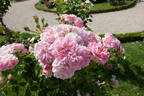 Badminton Girl rose photo