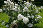Jacqueline Humery rose photo