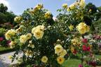 Gelber Engel ® rose photo