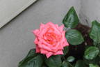 Camelot (grandiflora, Swim rose photo
