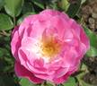 Easy To Please rose photo