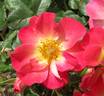 Yabba Dabba Doo rose photo