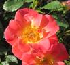 Yabba Dabba Doo rose photo