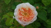 Gesualdo da Venosa rose photo