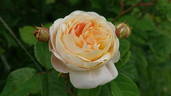 Gesualdo da Venosa rose photo
