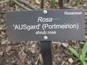 AUSguard rose photo
