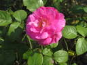 AUSguard rose photo