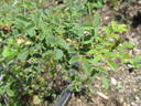 <i>Rosa spinosissima</i> 'repens' rose photo