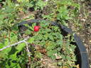 <i>Rosa spinosissima</i> 'repens' rose photo