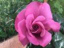 Remembering Michael rose photo