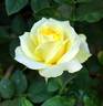 Sunlight Romantica rose photo