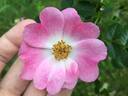 RubiLac2 rose photo