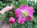 RubiLac2 rose photo