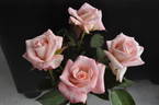 Class rose photo