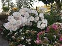 Aptos rose photo