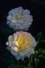 Centennial Star rose photo
