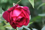 Nachtfalter rose photo