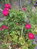 RedBluOP1 rose photo